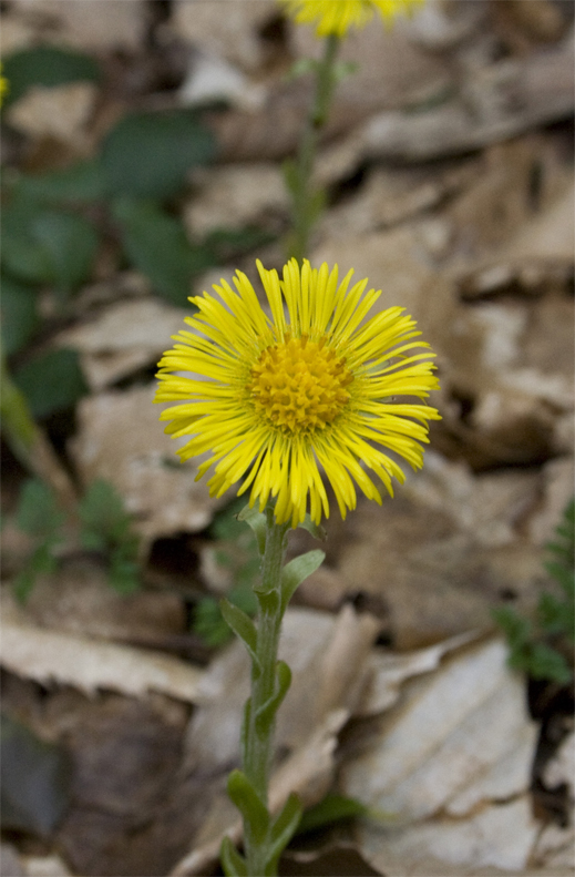 Tussilago farfara